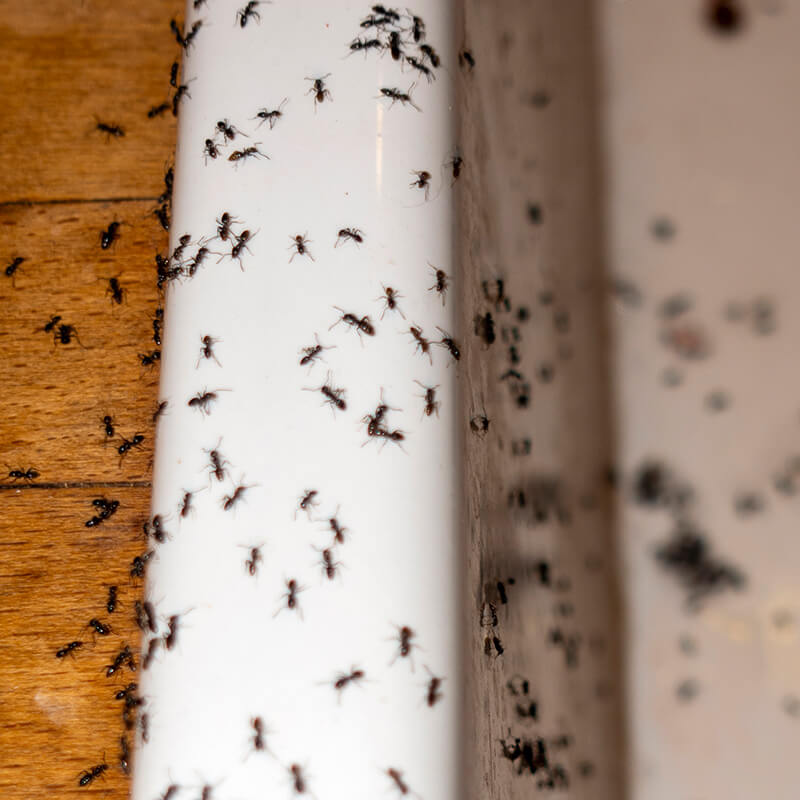 Ants