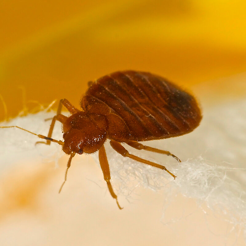 Macro Photo of a Bed Bug