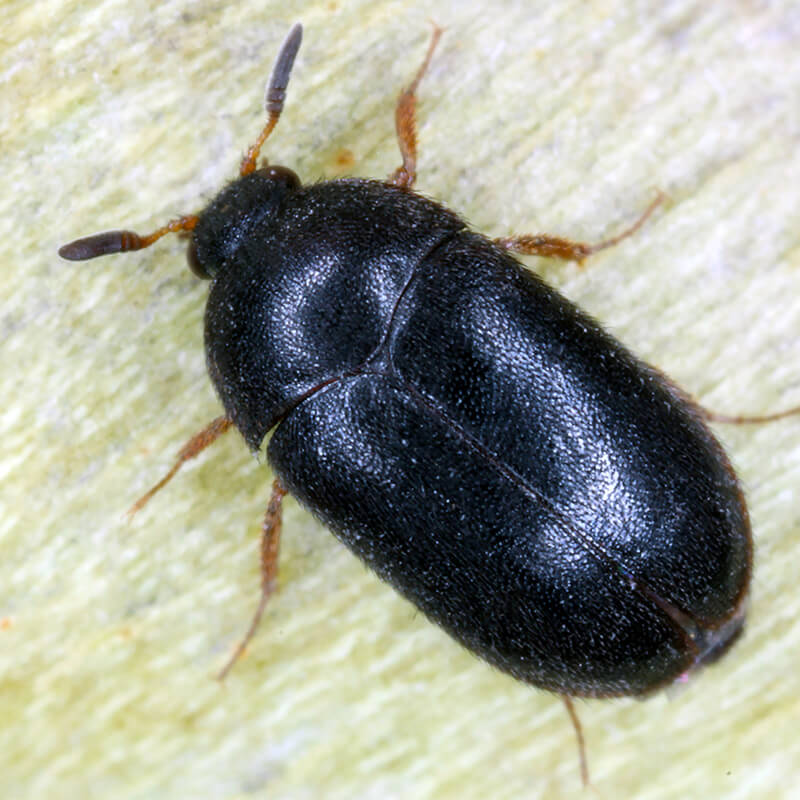 Beetle