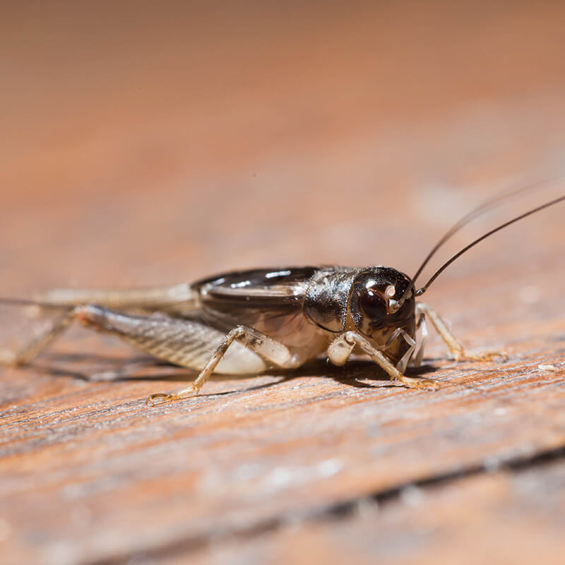 Cricket