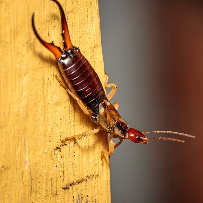 Earwig