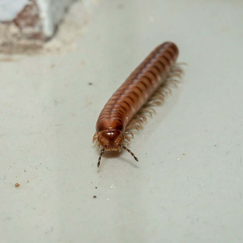 Millipede