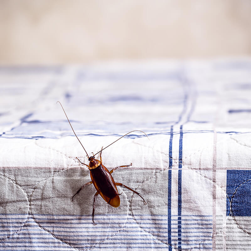 Roach