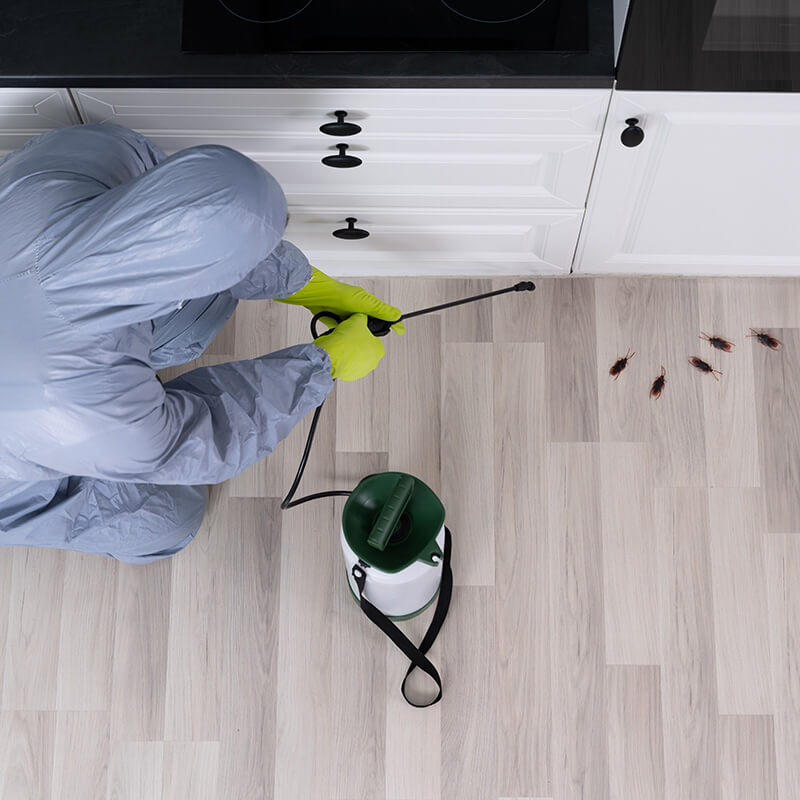 Exterminator Spraying Pesticide In Kitchen