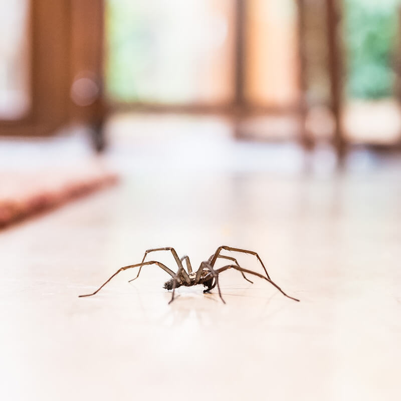 Spider