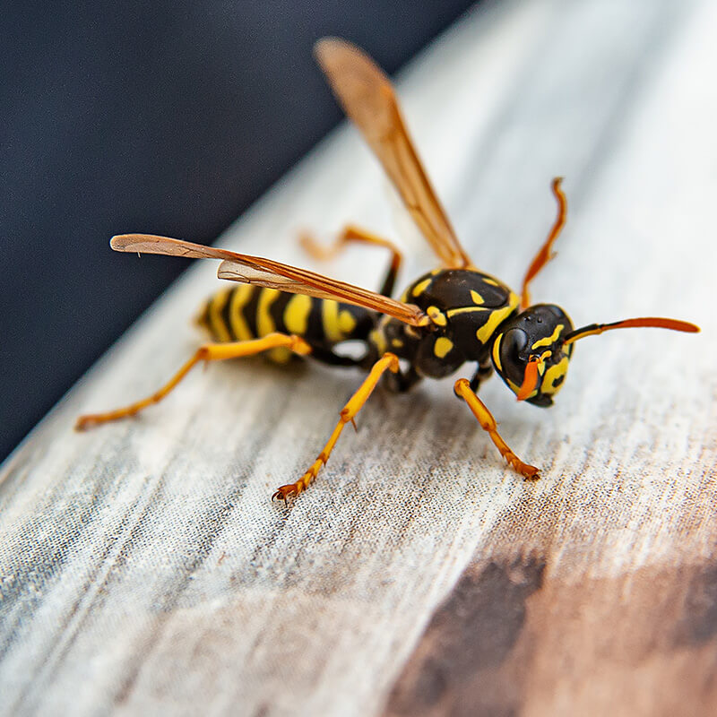 Wasp